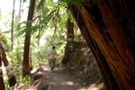 muir woods