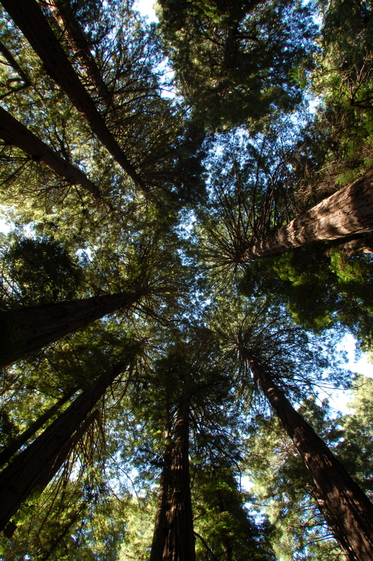 muir woods canopy