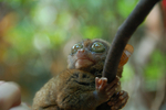 tarsiers