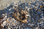 DSC_0165.jpg