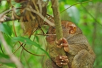 Tarsier Preserve