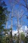DCP_0068.JPG