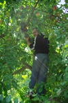 apple picking