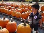 Pumpkin Patch