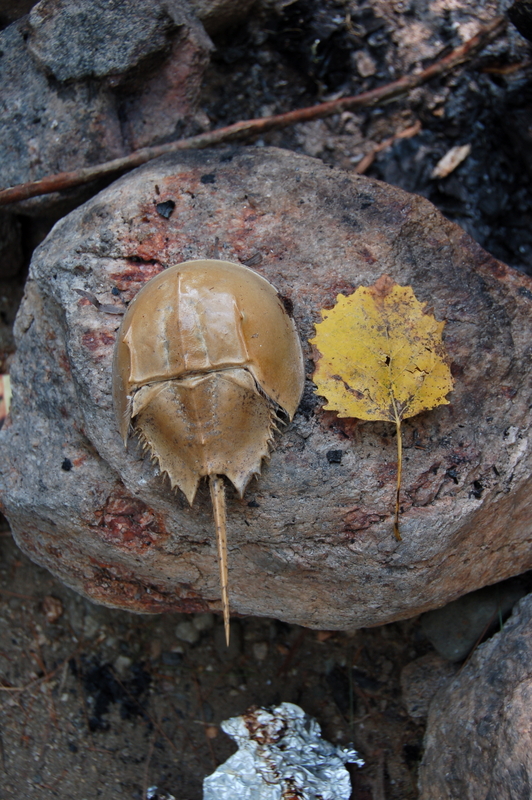 horseshoe crab and leaf